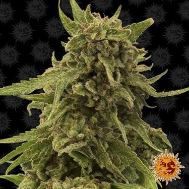 CBD Critical Cure cannabis plant