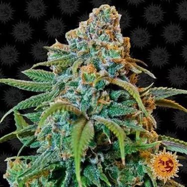 Liberty Haze cannabis plant