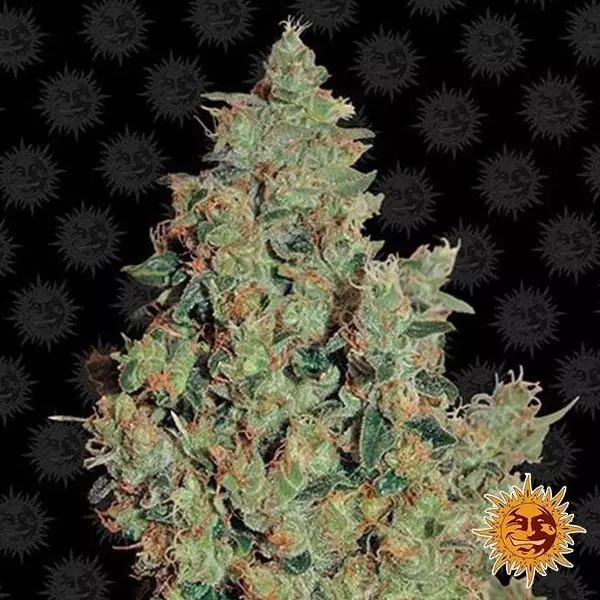 View Buy Tangerine Dream by Barney's Farm - GB