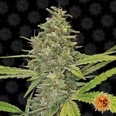 G13 Haze planta de maconha
