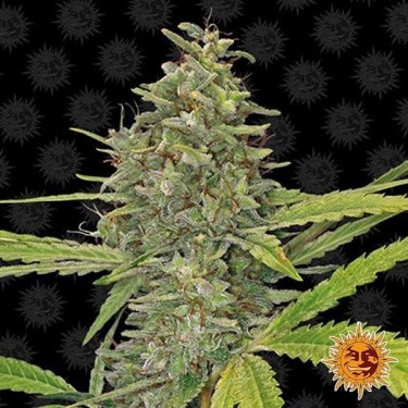 G13 Haze planta de marihuana