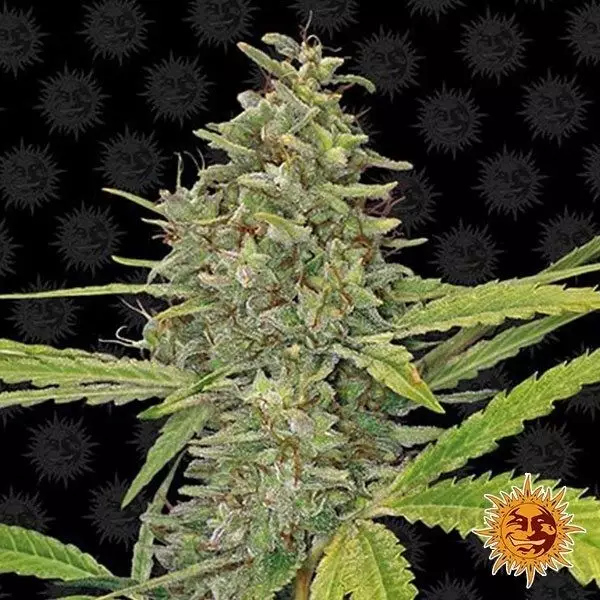 View G 13 Haze marijuana plant