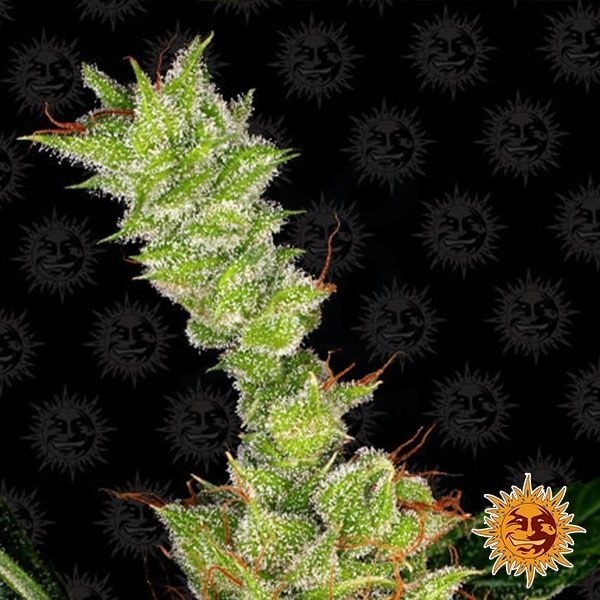 Plante de marijuana Dr Grinspoon