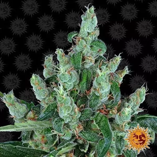 View Laughing Buddha planta de marihuana