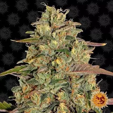 Amnésia Lemon planta de maconha