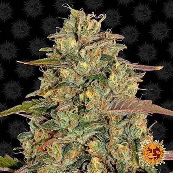 View Amnesia Lemon planta de marihuana