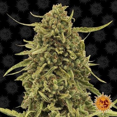 Plante de cannabis Widow Remedy régulière