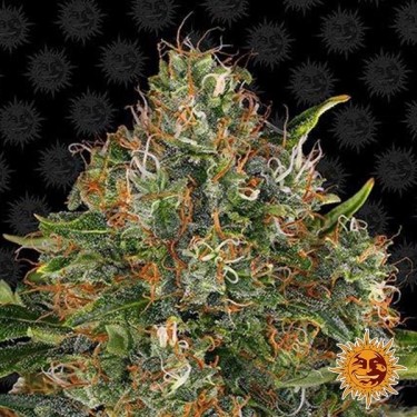 G13 Haze régulière Plante de cannabis