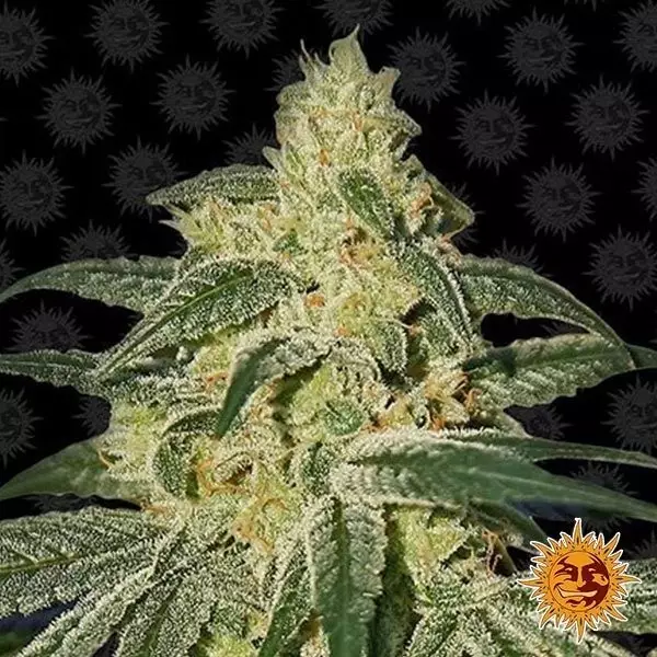 View Planta de Hash Afegão Planta de maconha regular