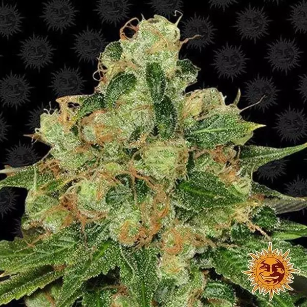 View CBD Caramel Regular planta de marihuana