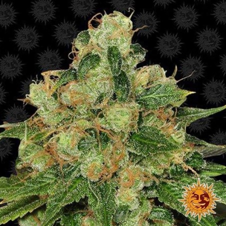 CBD Caramel Regular planta de marihuana