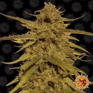 Abacaxi Haze Planta de maconha regular