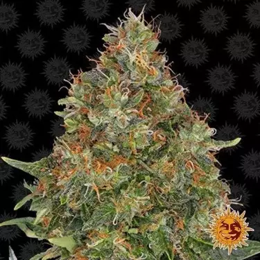 Pinneapple Express cannabis plant
