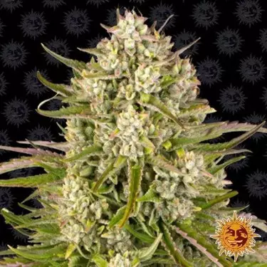 Wedding Cake Auto Marijuana Plant