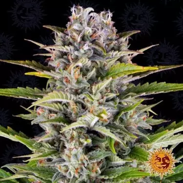 Gorilla Zkittlez Auto planta de maconha