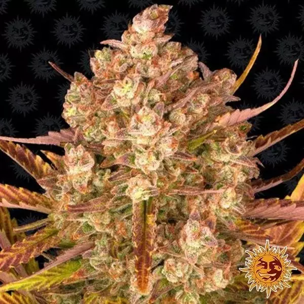 View Dois Sim Dois Auto Marijuana Planta