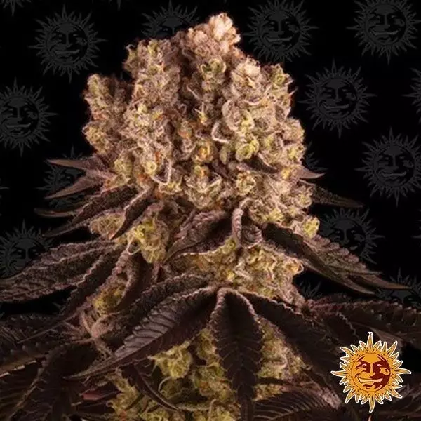 View Purple Punch Auto planta de marihuana