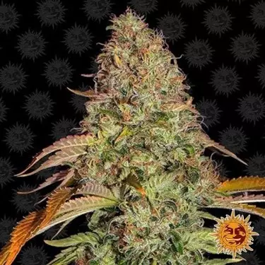 Zkittlez OG Auto Cannabis Plant