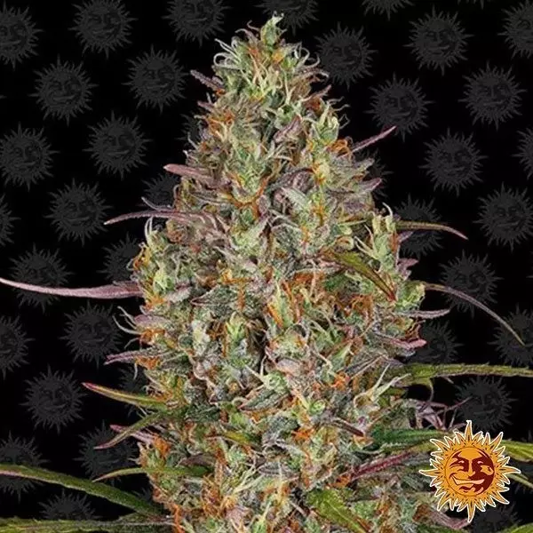 View Glue Gelato Auto planta de marihuana