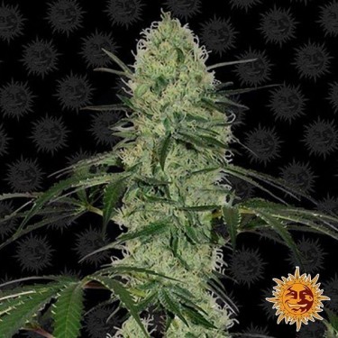 Tangerine Dream Auto cannabis plant
