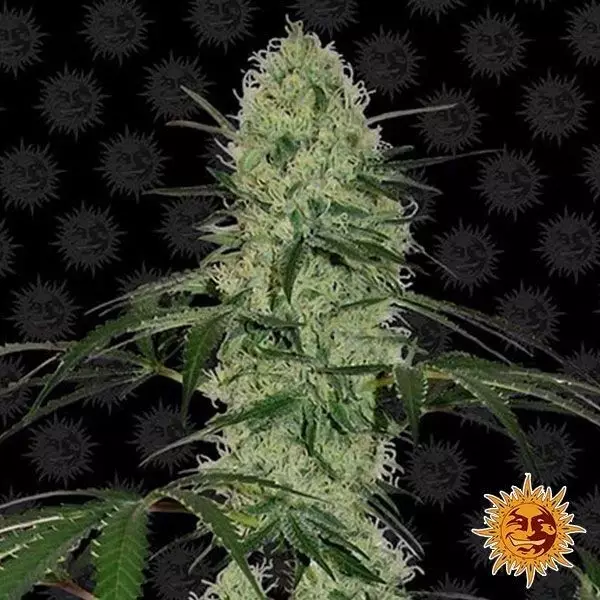 View Tangerine Dream Auto cannabis plant