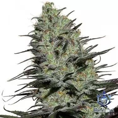 Morpheus Marijuana Plant