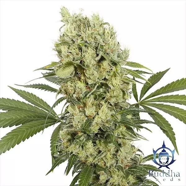 View Medikit planta de marihuana