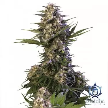 Kraken cannabis plant