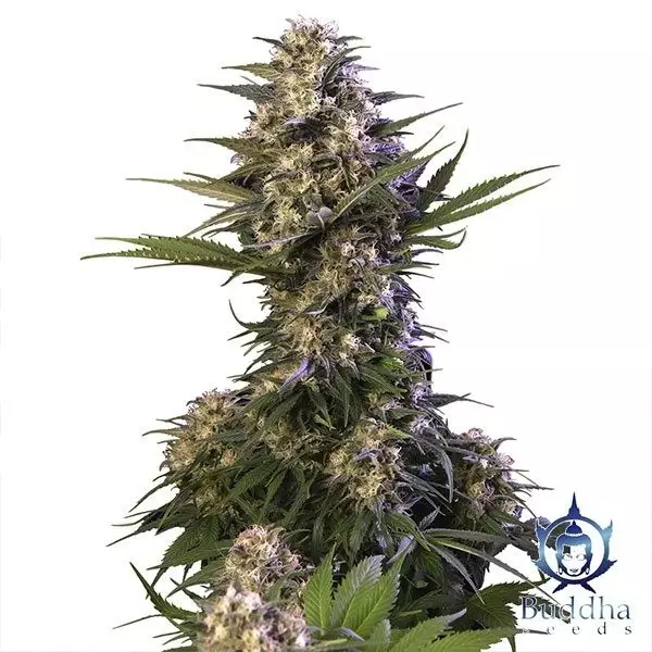 View Kraken planta de marihuana