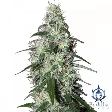 Pulsar marijuana plant