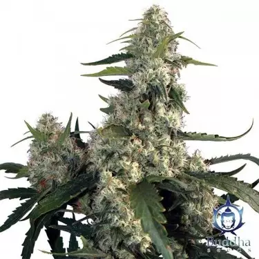 Quasar marijuana plant