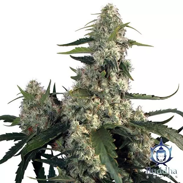 View Quasar marijuana plant