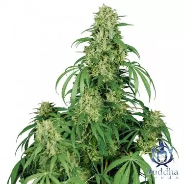 Calamity Jane Cannabis Plant