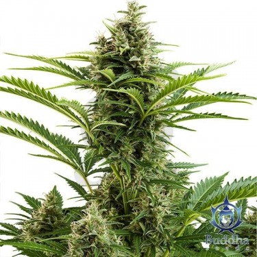 Vesta Cannabis Plant