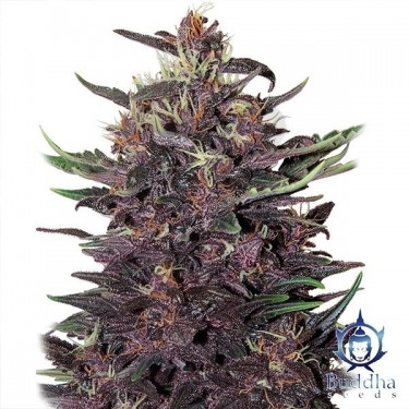 Purple Kush cannabis plant