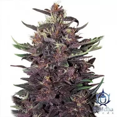 Planta de maconha de Kush roxo