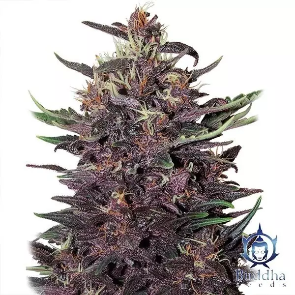 Purple Kush cannabis plant