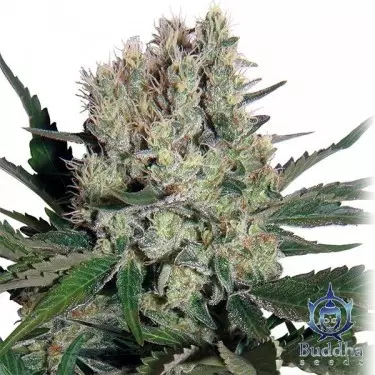 Syrup marijuana plant