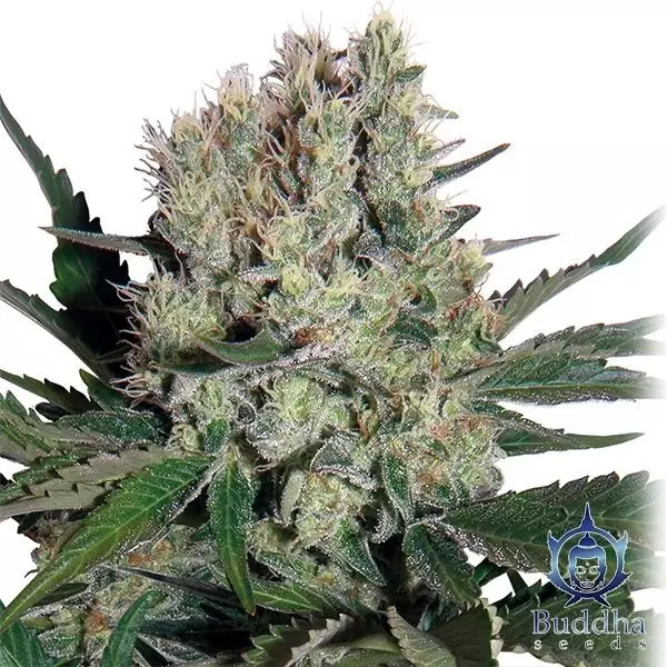 View Syrup marijuana plant