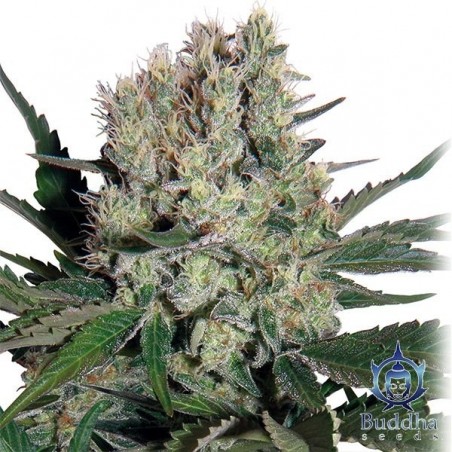 Planta de Syrup