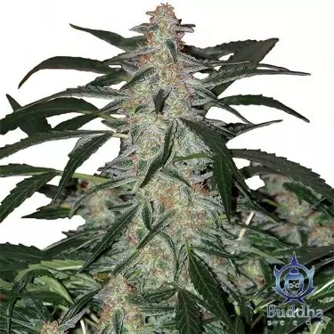 Deimos marijuana plant