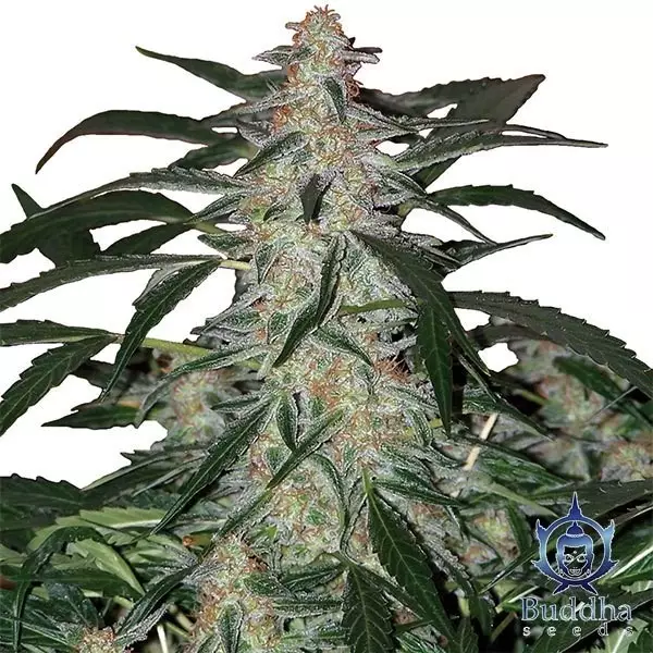 View Deimos marijuana plant