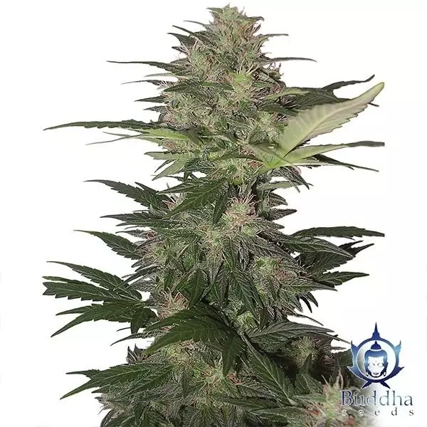 View Red Dwarf marijuana plant
