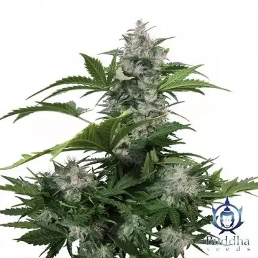 White Dwarf marijuana plant