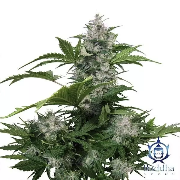 View White Dwarf marijuana plant