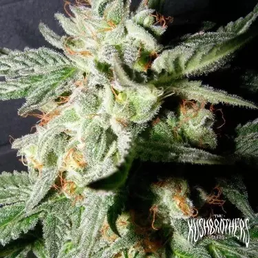 Medicina Confidencial planta de maconha