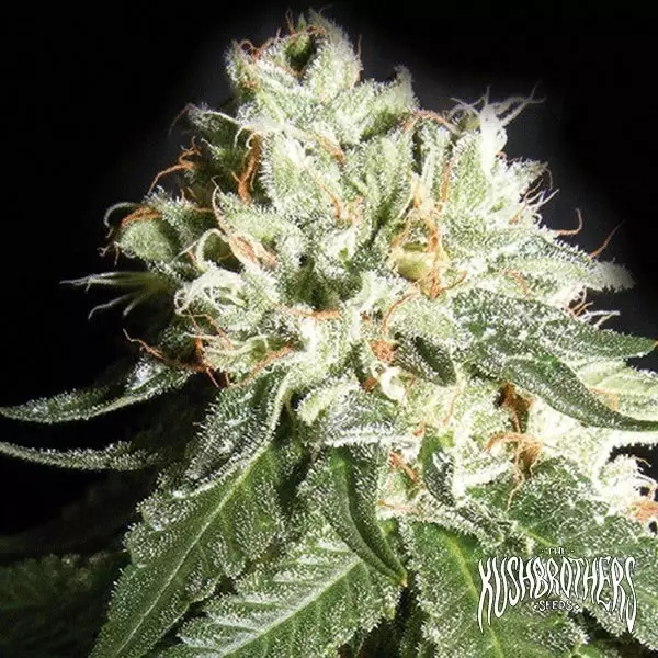 View OG Cheese planta de marihuana