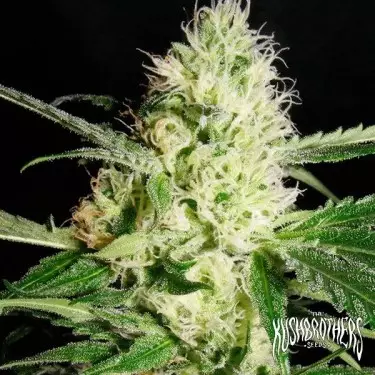 Planta de maconha amarela