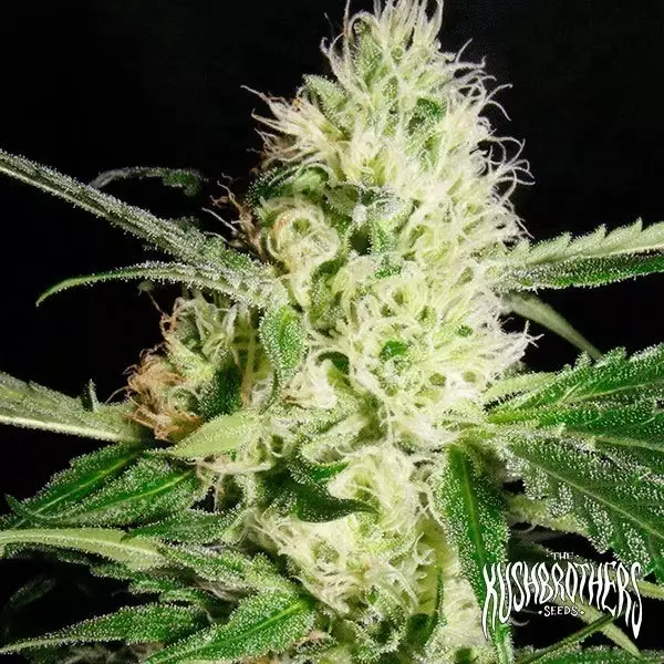 View Planta de maconha amarela