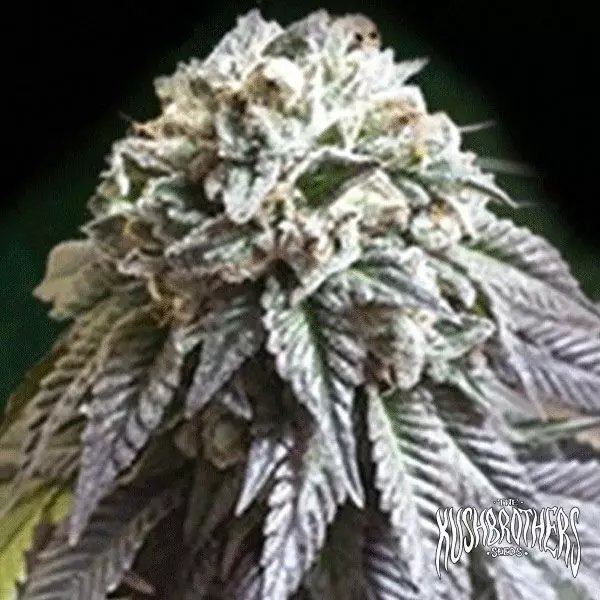 View A planta de maconha Dark Side